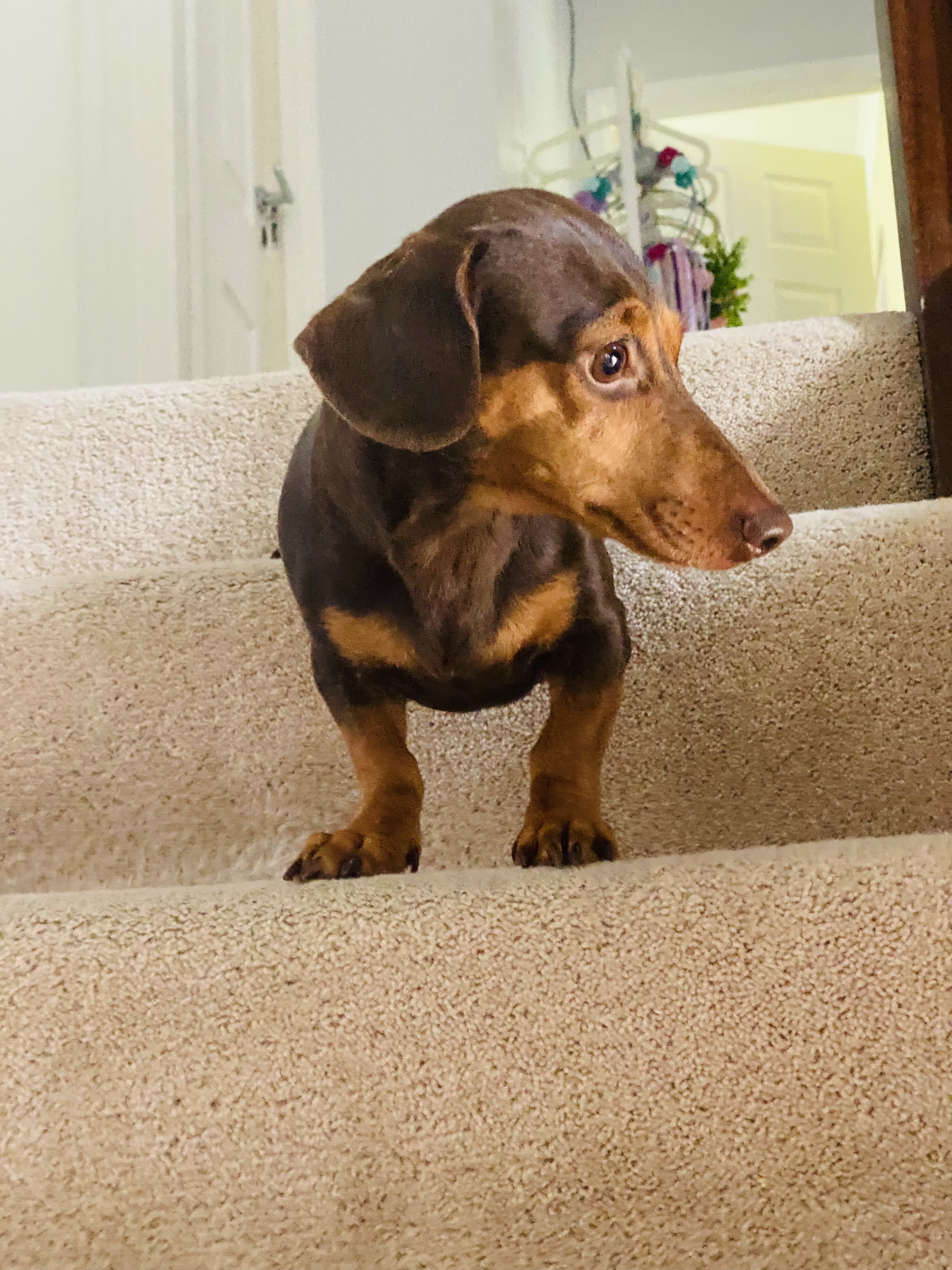 Gertie, our rescue dachshund mix - Little Digs Hotel