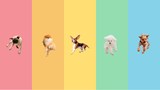 Dogs on multicolor banner - Little Dogs Hotel