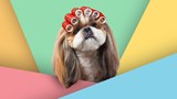 Dog with rollers Grooming banner  - Little Dogs Hotel