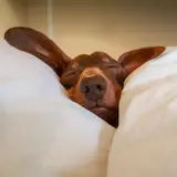 Dog over a white duvet - Little Dogs Hotel