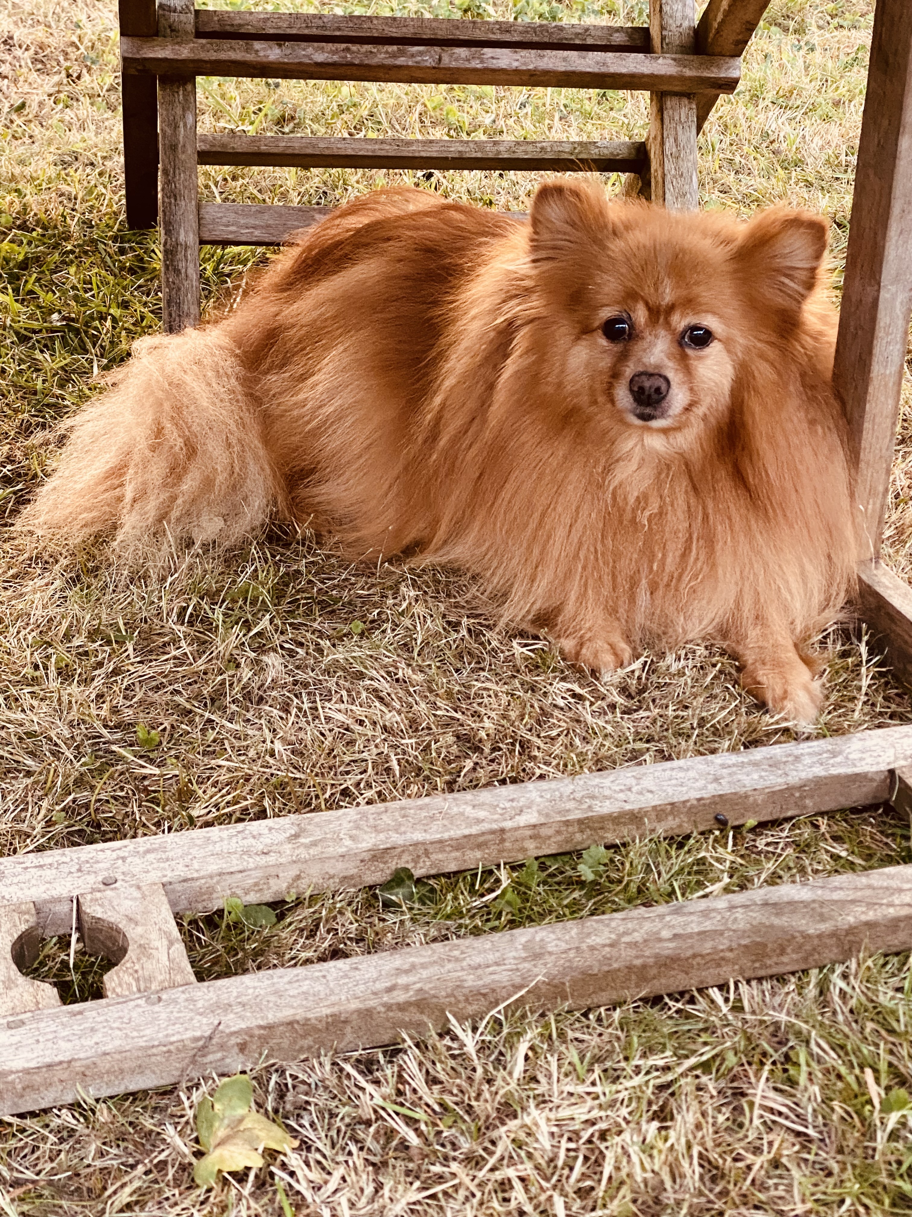 Mosby the Pomeranian - Little Dogs Hotel