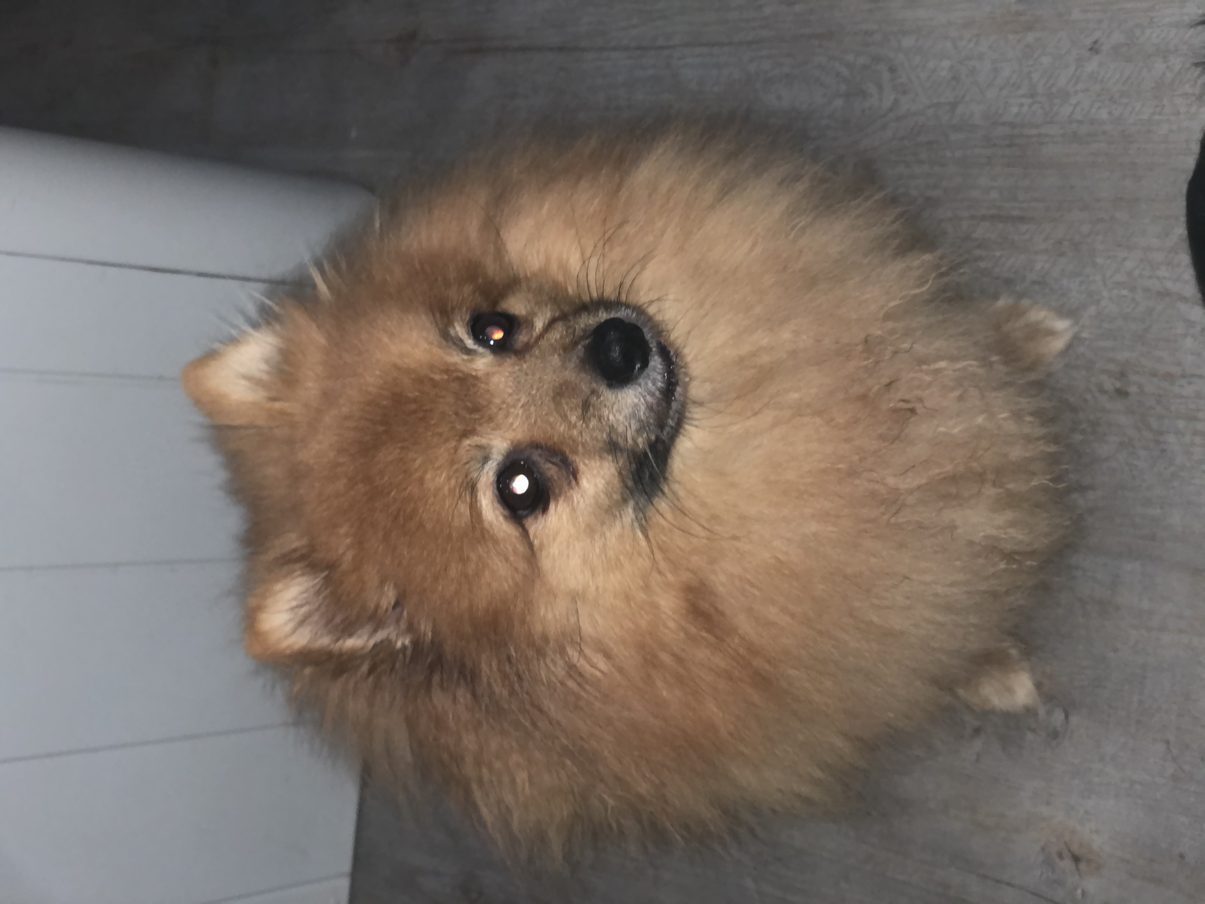 Molly the Pomeranian - Little Dogs Hotel
