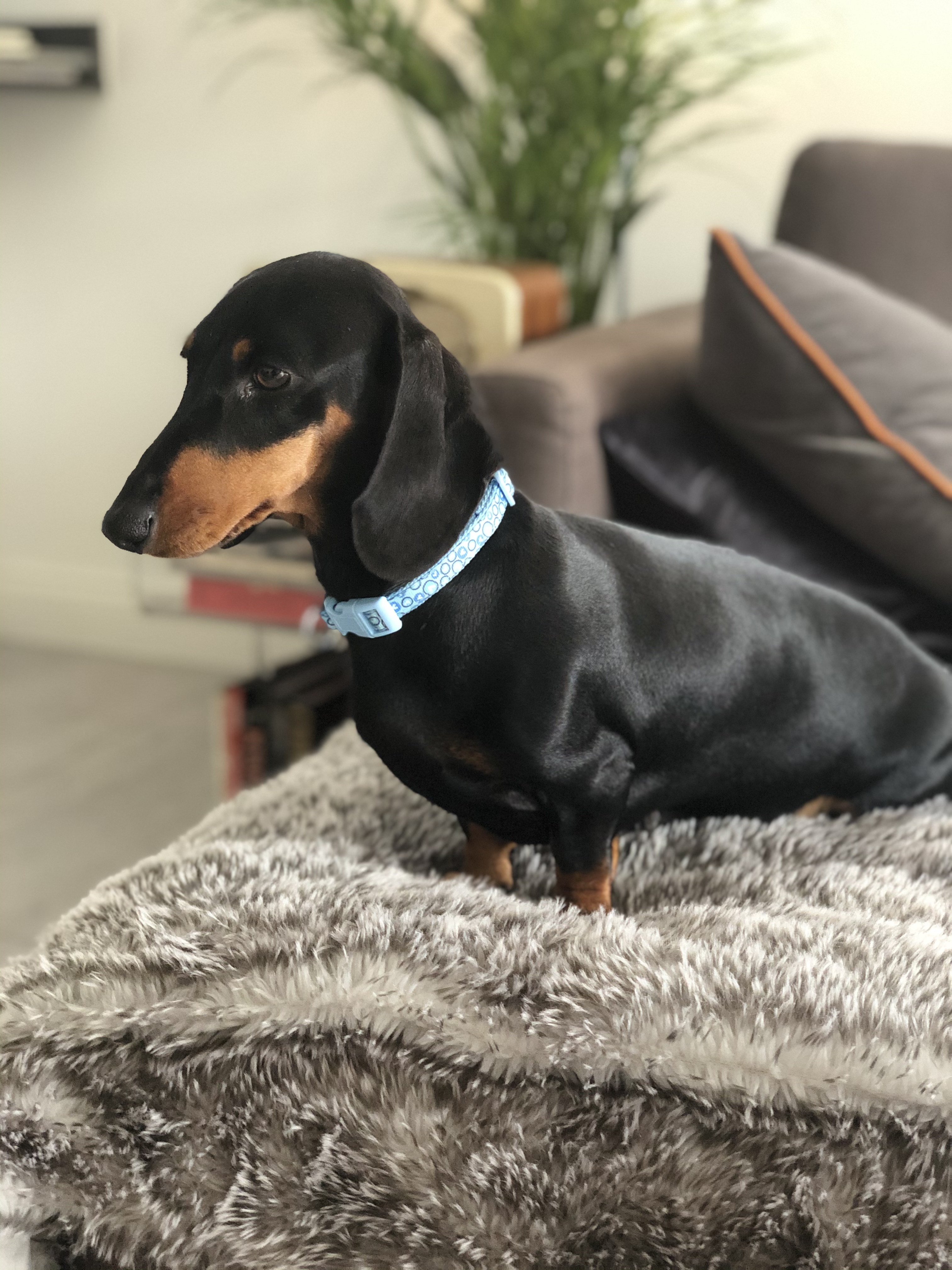 Dorris the Dachshund - Little Dogs Hotel