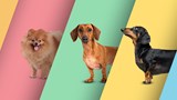 3 dog color banner - Little Dogs Hotel