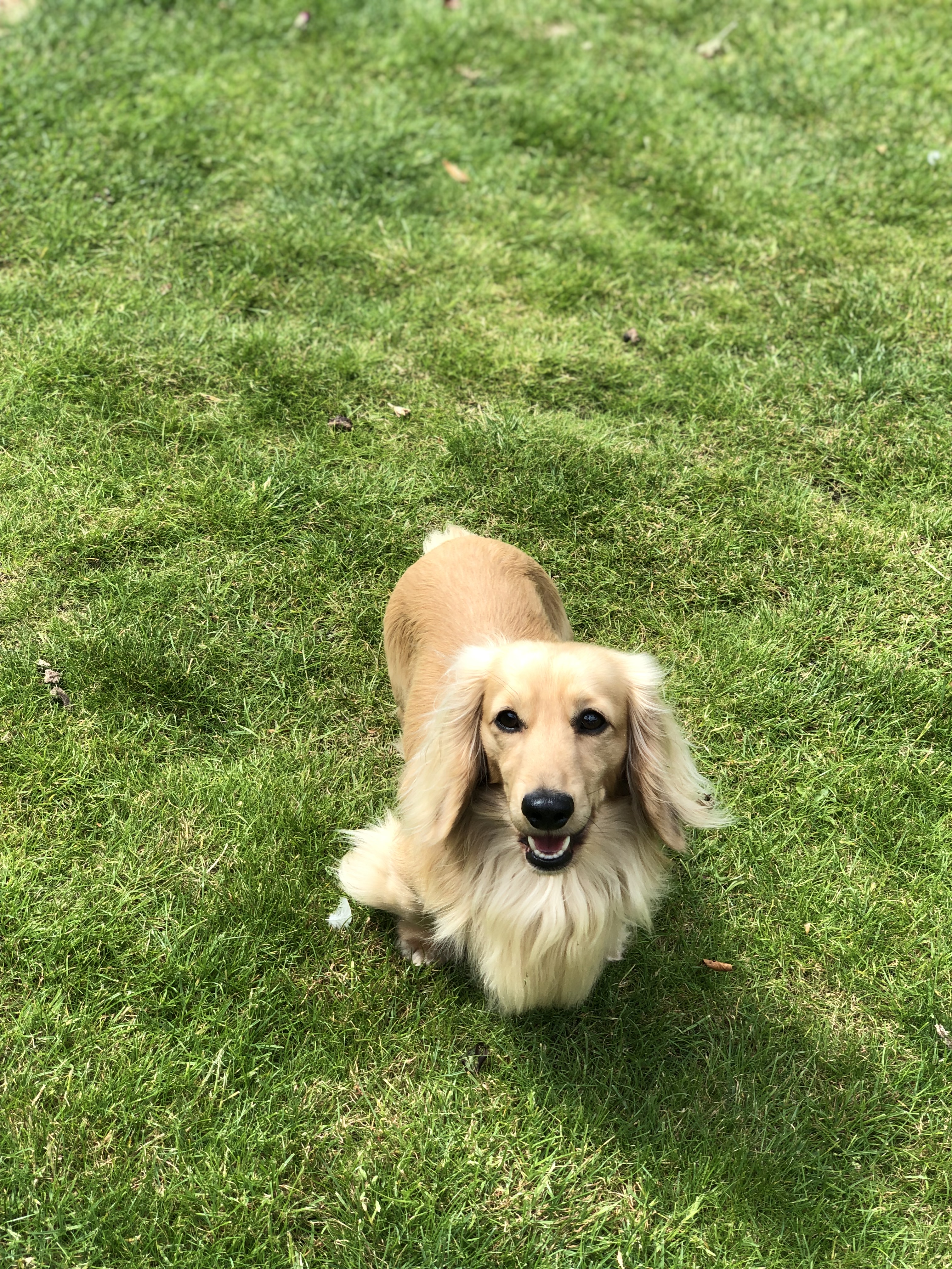 Ruddi the Long Haired Dachshund - Little Dogs Hotel