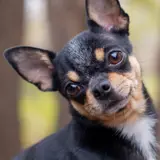 Chihuahua looking at camera - Little Dogs Hotel