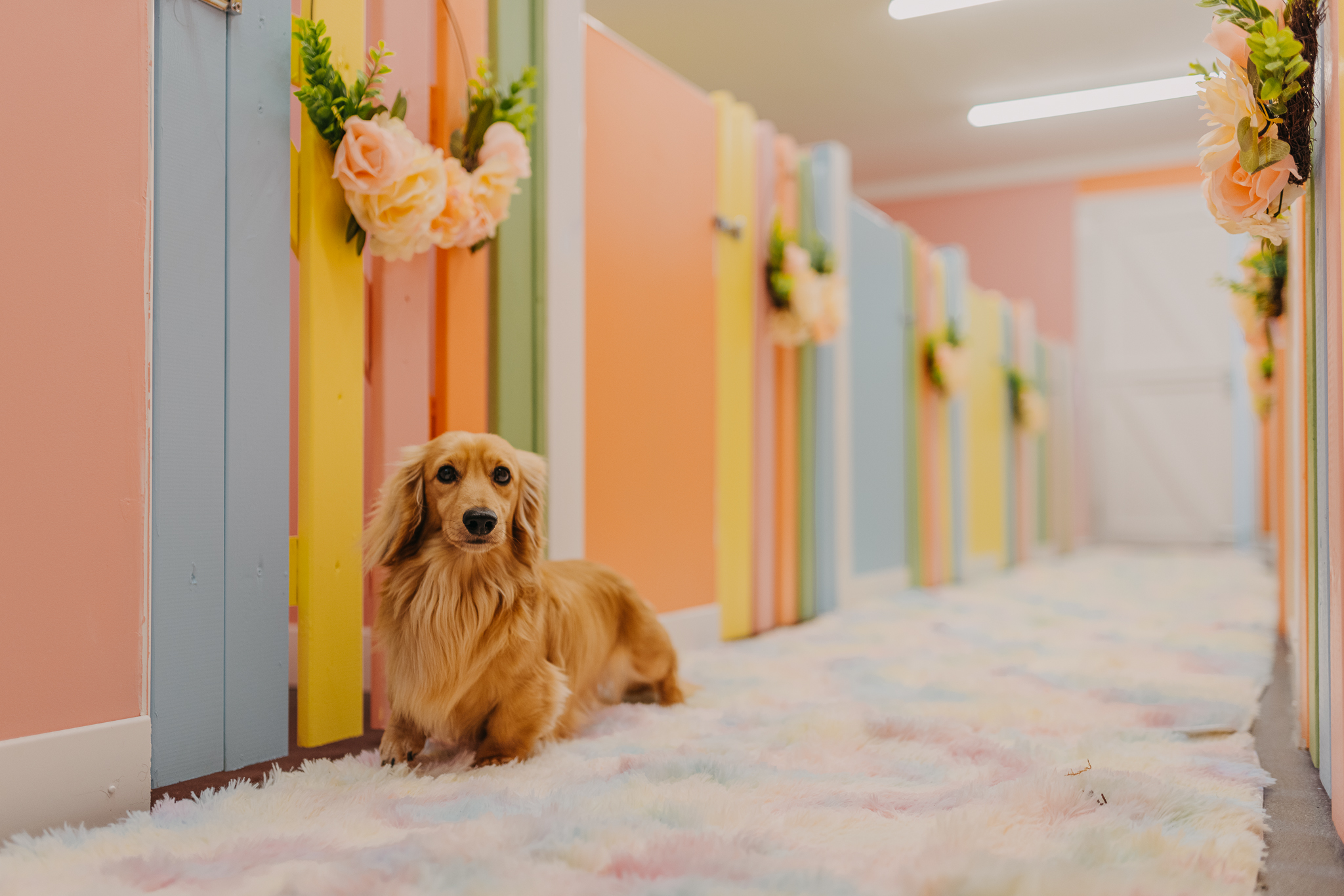 Little shop dog services